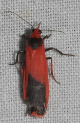 Scoliacma bicolora