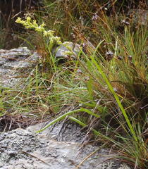 Holothrix brevipetala