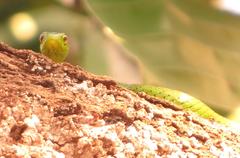 Philothamnus natalensis