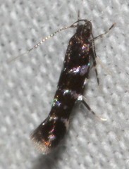 Stagmatophora argyrostrepta