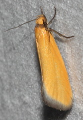 Telocharacta hemicroca