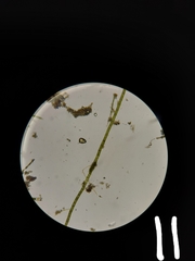 Rhizoclonium