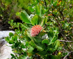 Leucospermum winteri