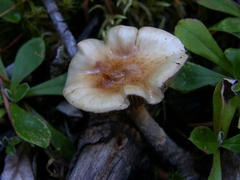 Pholiota decorata