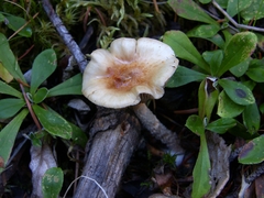 Pholiota decorata