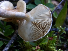 Pholiota decorata