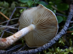 Pholiota decorata