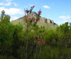 Erica curviflora curviflora