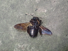 Xylocopa appendiculata appendiculata