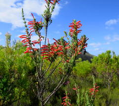 Erica curviflora curviflora