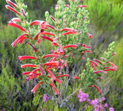 Erica curviflora curviflora