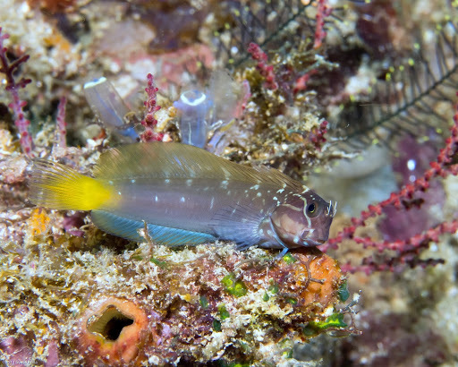 Black Combtooth Blenny