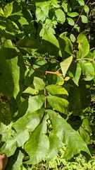 Caryomyia ansericollum