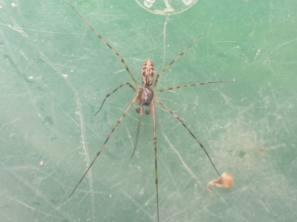 Arcuphantes arcuatulus