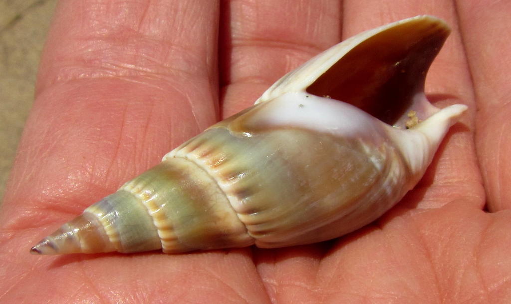 Pleated Ploughshell