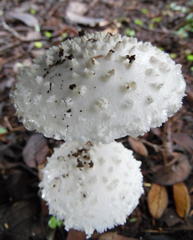 Amanita veldiei