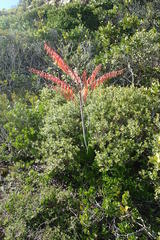 Gasteria acinacifolia