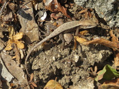Sceloporus siniferus