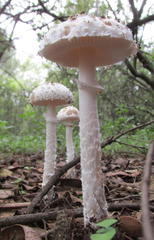 Amanita veldiei