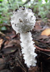 Amanita veldiei