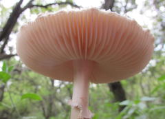 Amanita veldiei