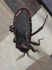 Brontostoma colossus