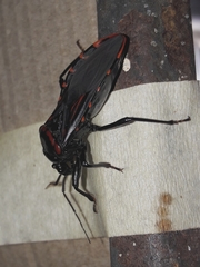 Brontostoma colossus