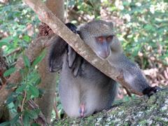 Cercopithecus mitis erythrarchus