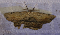 Lytrosis unitaria