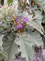 Solanum crinitipes