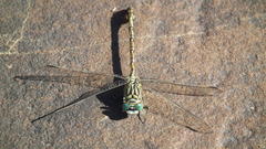 Ceratogomphus pictus