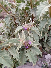 Solanum crinitipes