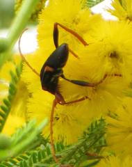 Compsomera elegantissima elegantissima