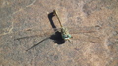 Ceratogomphus pictus