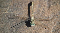 Ceratogomphus pictus