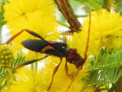 Compsomera elegantissima elegantissima