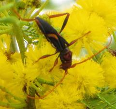 Compsomera elegantissima elegantissima