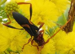 Compsomera elegantissima elegantissima