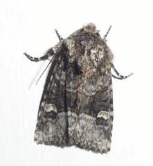 Lacinipolia olivacea