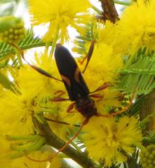 Compsomera elegantissima elegantissima