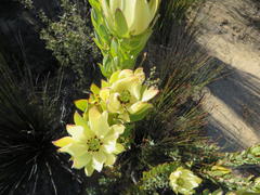 Leucadendron procerum