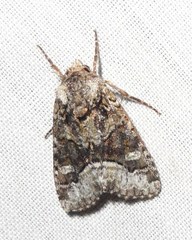 Lacinipolia olivacea