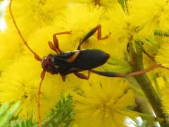 Compsomera elegantissima elegantissima