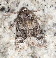 Lacinipolia olivacea