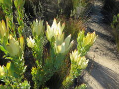 Leucadendron procerum