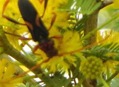 Compsomera elegantissima elegantissima