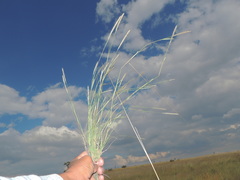 Muhlenbergia phleoides