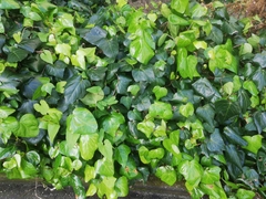 Hedera helix