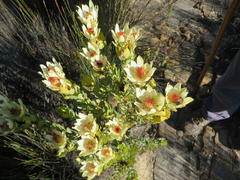 Leucadendron procerum