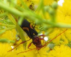 Compsomera elegantissima elegantissima